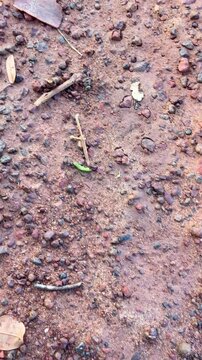 Ant, working ant action walking, unity team, Concept team work together red ant, black ant, Action of ant carry food