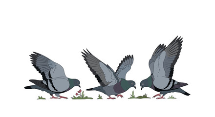 Obraz premium Group of three common city pigeons with grey and blue feathers standing on a white background looking down at small plants on the ground.