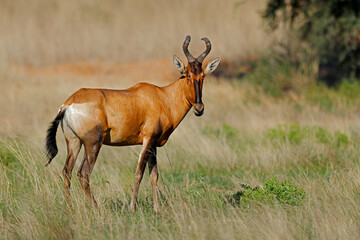Fototapeta premium A red hartebeest antelope (Alcelaphus buselaphus) standing in natural habitat, Kalahari desert, South Africa