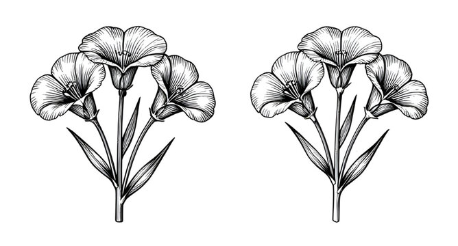 flowers, botanical, handdrawn, floral, sketch, nature, bloom, leaves, garden, decorative, vintage, engraving, bouquet, lineart, illustration, vector, floral