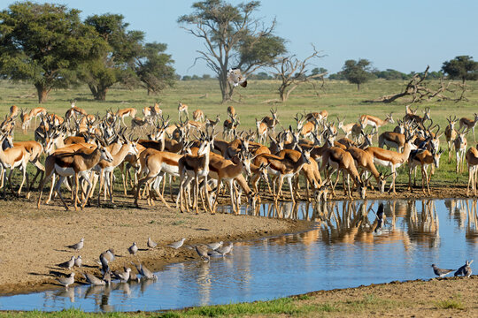A large herd of springbok antelopes (Antidorcas marsupialis) at a waterhole, Kalahari desert, South Africa