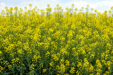 Obraz premium yellow rapeseed field