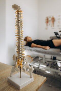 Spine model representing anatomy in chiropractic clinic