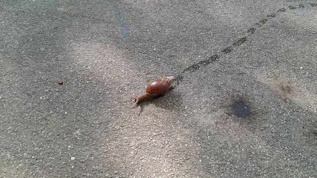a giant african land snail moving across a pavement