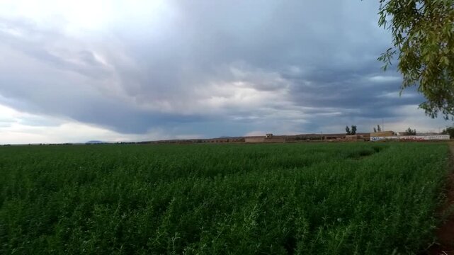   A narrow path runs beside green fields with a lone tree under dramatic clouds, an evocative rural landscape for farming, nature, and countryside travel visuals in 4K. 