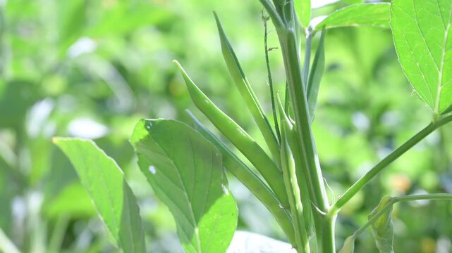 Fresh green Cluster Beans or Guar Phali growing on a plant in the field. cyamopsis tetragonoloba