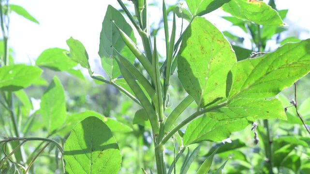 Fresh green Cluster Beans or Guar Phali growing on a plant in the field. cyamopsis tetragonoloba