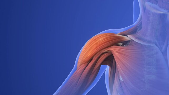Shoulder Injury Causing Muscle Pain and Discomfort