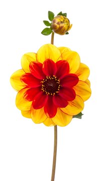 Vibrant Red Yellow Flower Closeup.