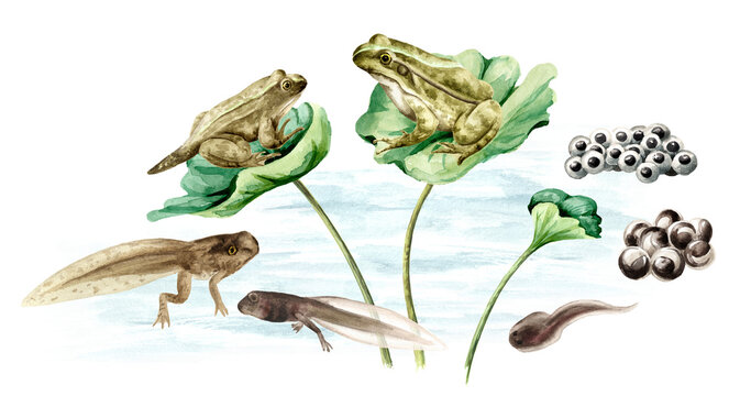 Frog life cycle in the habitat, educational poster template. Original Hand painted watercolor illustration, isolated on white background