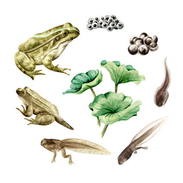 Frog life cycle, educational poster template. Original Hand drawn watercolor illustration,  isolated on white background