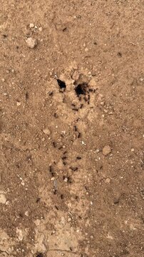 Ant colony builds tunnels and moves on dry soil ground