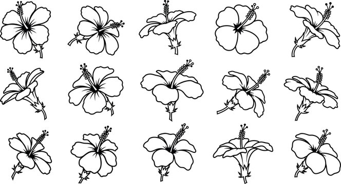 Black line of 14 hibiscus flowers, various views and angles on white background, line black and white