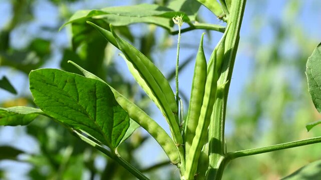 Fresh green Cluster Beans or Guar Phali growing on a plant in the field. cyamopsis tetragonoloba