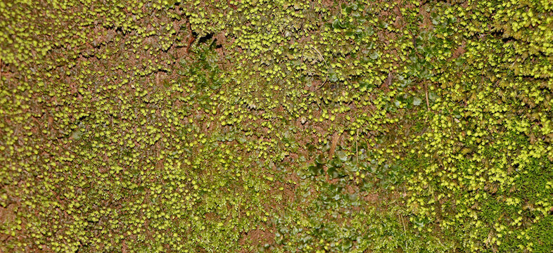 Green moss grass ground texture background natural surface pattern earthy outdoor design