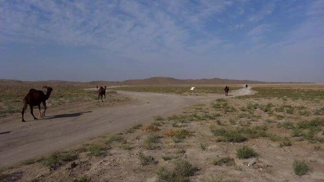  Two camels walking slowly across quiet desert plain beneath gentle sunlight. Peaceful scene representing nomadic endurance in natural environment. 