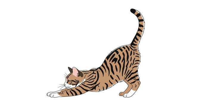 Cute tabby cat stretching its front paws forward on a white background illustrating common feline behavior and movement.