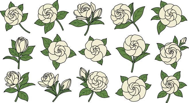 White gardenia flowers with green leaves, various views white flowers floral