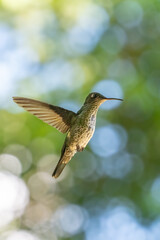 Obraz premium The image shows a hummingbird emerald sapphire (Chionomesa lactea).