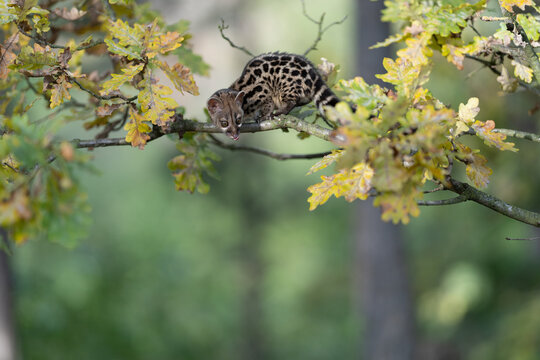 Large-spotted genet (Genetta tigrina) in natural habitat, South Africa