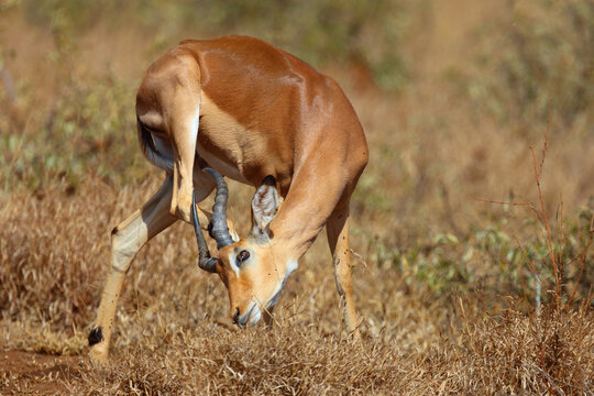 Schwarzfersenantilope / Impala / Aepyceros melampus