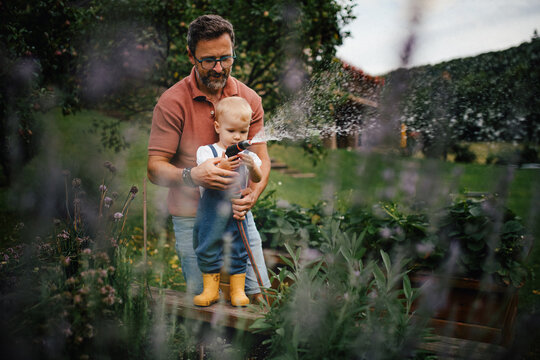 Little daughter helping dad in garden, watering plants with hose.