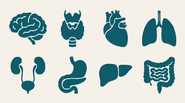 Set of Human Internal Organs Icons for Medical and Health Concepts