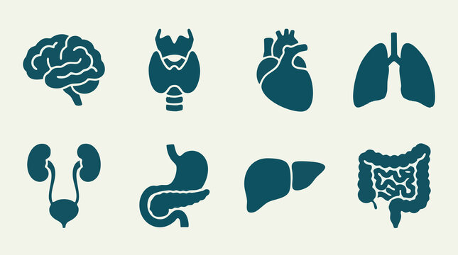 Human Body Organs Silhouettes for Medical Education and Health Concepts