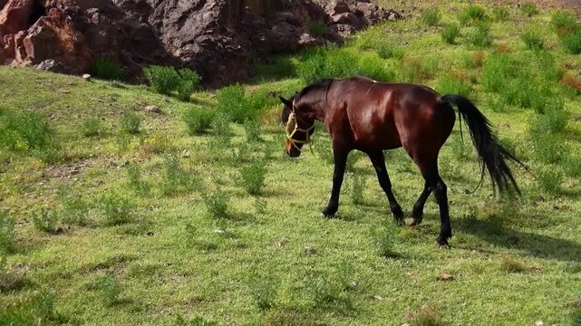  Close view of a horse grazing quietly on a green meadow in open countryside. Natural rural wildlife scene showing livestock feeding peacefully in a wide pasture landscape. 