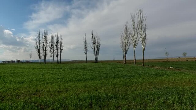  Line of tall poplar trees standing across green agricultural field under cloudy sky, capturing rural landscape, farming environment and quiet countryside horizon. 