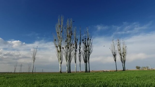  Vertical poplar trees arranged across open farmland under bright sky, highlighting minimalist countryside composition and agricultural landscape horizon. 