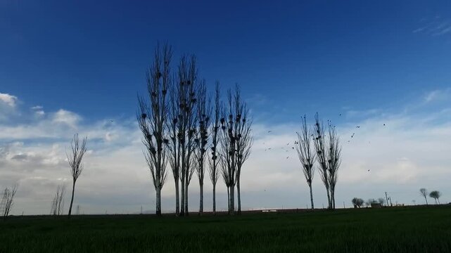  Tall poplar tree cluster silhouetted against deep blue sky above green field, capturing calm rural landscape and natural countryside atmosphere. 