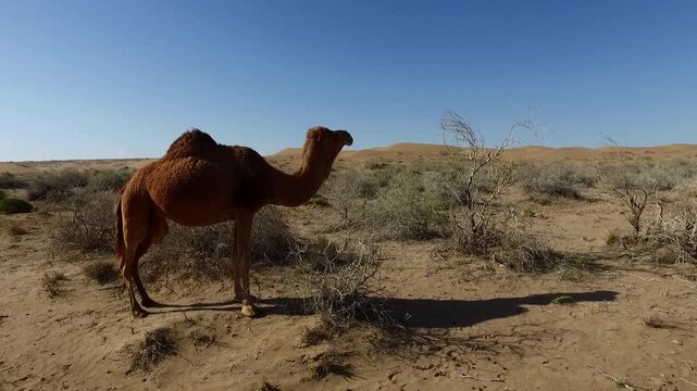  Brown camel grazing between dry bushes in sandy desert. Image shows wildlife behavior and survival instinct under intense sunlight. 