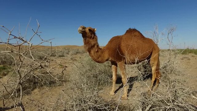  A single dromedary camel standing still in a wide open sandy desert with dry shrubs under a bright sun. This stock footage shows wildlife in its natural arid habitat during the summer periods. 