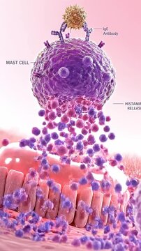 Mast cell IgE antibody interaction triggers histamine release causing allergy immune response with cellular activity during allergen exposure detailed molecular immune response mechanisms