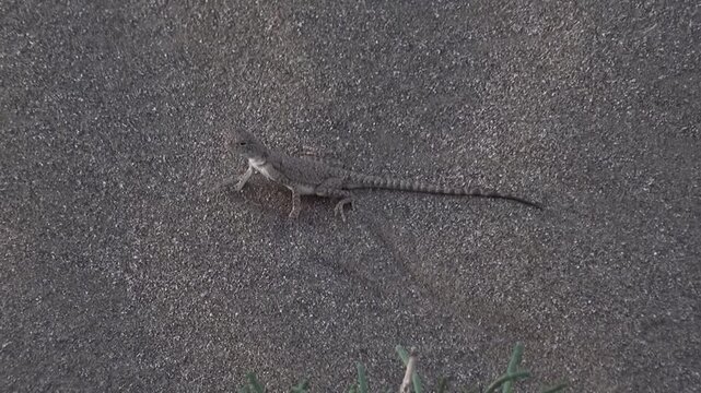   High angle shot of a slender lizard resting on dark volcanic sand or ash, highlighting the contrast between the animals texture and the unique geological features of its remote habitat. 