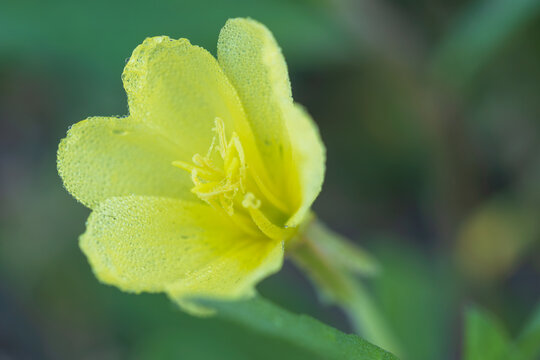 cutleaf evening primrose