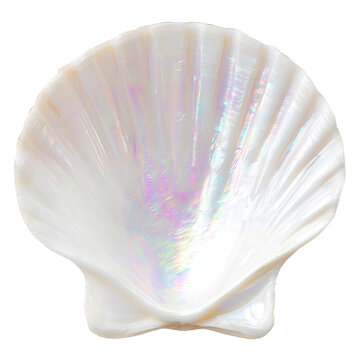 seashell isolated on white
