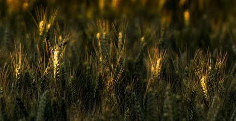 Obraz premium ears of wheat at sunset