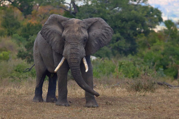 Fototapeta premium Afrikanischer Elefant / African elephant / Loxodonta africana