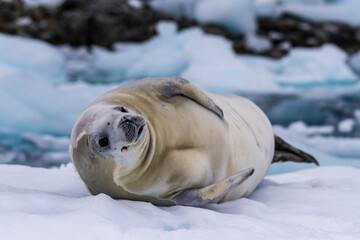 Close-up of a crabeater seal -Lobodon carcinophaga- resting on a small iceberg near the fish islands on the Antarctic peninsula © Goldilock Project