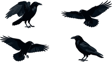 Obraz premium Black raven and crow bird vector illustration set featuring flying and perched poses for Halloween nature mystery gothic branding minimal flat design collection.