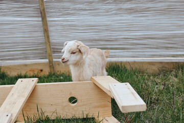 Fototapeta premium Goat kid outdoors under sunlight, an animal in the countryside setting. The scene features a wooden ramp and lush grass, conveying a playful, relaxed mood in a sunny rural moment