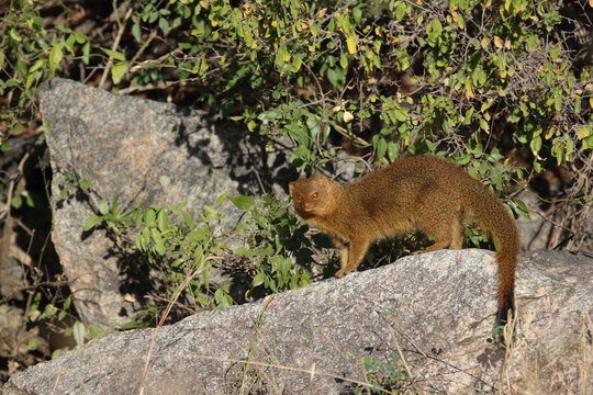 Schlankmanguste / Common slender mongoose / Galerella sanguinea vel Herpestes sanguineus