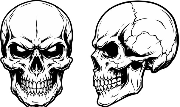 Vintage human skull vector illustration, anatomical cranium in front and side view, black and white gothic horror art for t-shirt design and posters