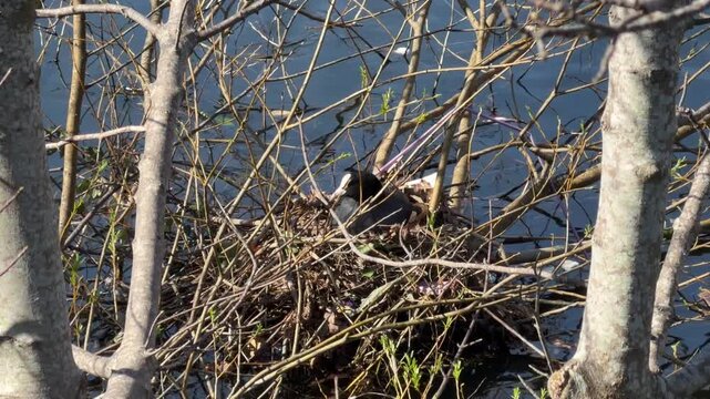 A coot sits on its nest made of branches and reeds, partially obscured by bare tree branches, on a calm body of water