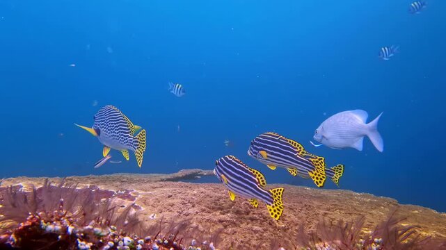 Two boldly patterned oriental sweetlips fish with striking yellow-and-black markings hover above a sandy reef shelf in an expanse of vivid deep-blue tropical water alongside a white trevally.Indonesia