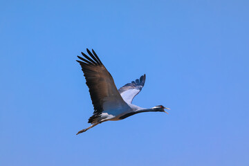 Fototapeta premium Demoiselle crane flying in clear blue sky