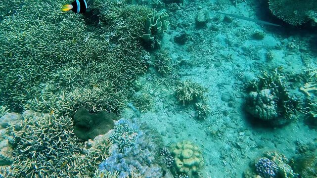 Freediving pov following a Black variant Clark's anemonefish (Amphiprion clarkii) swimming towards the seafloor. Dauin, Philippines