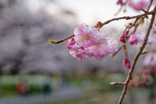 Weeping Cherry Blossoms with Yoshino Sakura in the Background